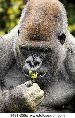 Close-up of a male Silverback gorilla (Gorilla gorilla gorilla) eating a flower View Large Photo Image Stock Image - Close-up of a male Silverback gorilla (Gorilla gorilla gorilla) eating a flower. Fotosearch