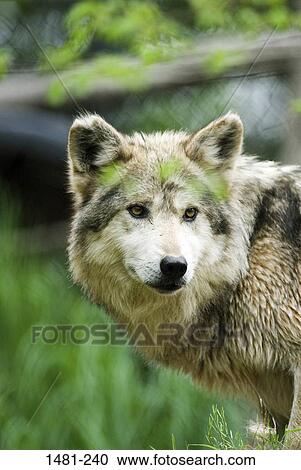 Close-up of a Mexican wolf (Canis lupus baileyi) View Large Photo Image Stock Image - Close-up of a Mexican wolf (Canis lupus baileyi). Fotosearch