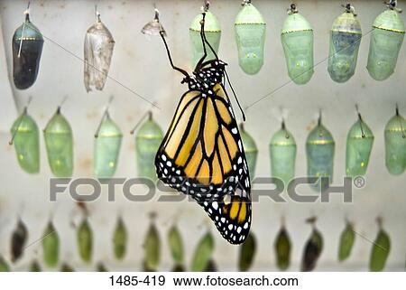 Close-up of a Monarch butterfly (Danaus plexippus) emerging from chrysalis View Large Photo Image Stock Photo - Close-up of a Monarch butterfly (Danaus plexippus) emerging from chrysalis. Fotosearch