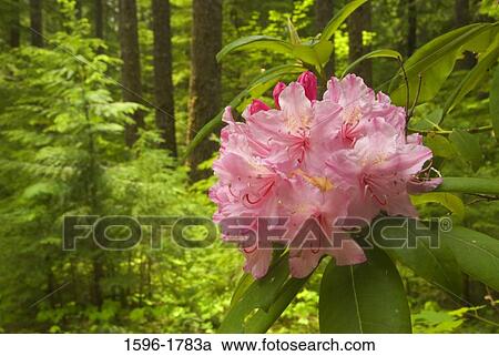 Close-up of a Pacific Rhododendron (Rhododendron macrophyllum) in a forest, Willamette National Forest, Oregon, USA View Large Photo Image Stock Image - Close-up of a Pacific Rhododendron (Rhododendron macrophyllum) in a forest, Willamette National Forest, Oregon, USA. Fotosearch