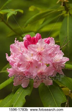 Stock Image - Close-up of a Pacific Rhododendron (Rhododendron macrophyllum), Willamette National Forest, Oregon, USA. Fotosearch
