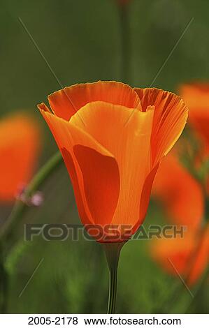 Close-up of a poppy flower View Large Photo Image Stock Photo - Close-up of a poppy flower. Fotosearch