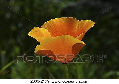 Close-up of a poppy flower View Large Photo Image Stock Photo - Close-up of a poppy flower. Fotosearch