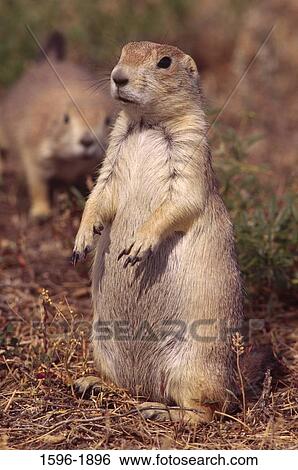 Stock Photograph - Close-up of a prairie dog, Greycliff Prairie Dog Town State Park, Montana, USA. Fotosearch