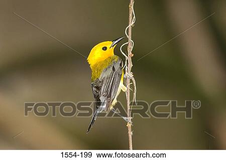 Stock Photo - Close-up of a Prothonotary warbler (Protonotaria citrea) perching on a branch. Fotosearch
