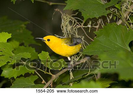 Stock Photography - Close-up of a Prothonotary warbler (Protonotaria citrea) perching on a branch. Fotosearch