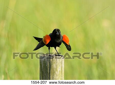 Close-up of a Red-Winged blackbird (Agelaius phoeniceus) perching on a wooden post View Large Photo Image Stock Photo - Close-up of a Red-Winged blackbird (Agelaius phoeniceus) perching on a wooden post. Fotosearch