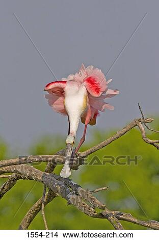 Close-up of a Roseate Spoonbill (Ajaia ajaja) on a branch View Large Photo Image Picture - Close-up of a Roseate Spoonbill (Ajaia ajaja) on a branch. Fotosearch