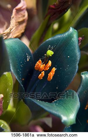 Close-up of a Sapphire Tower (Puya alpestris) blooming in a garden, Quail Botanical Gardens, Encinitas, San Diego County, California, USA View Large Photo Image Stock Image - Close-up of a Sapphire Tower (Puya alpestris) blooming in a garden, Quail Botanical Gardens, Encinitas, San Diego County, California, USA. Fotosearch