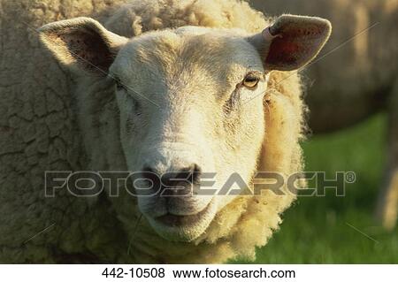 Close-up of a Sheep View Large Photo Image Stock Photo - Close-up of a Sheep. Fotosearch