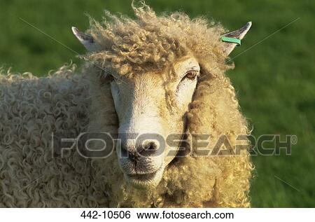 Stock Photograph - Close-up of a sheep. Fotosearch