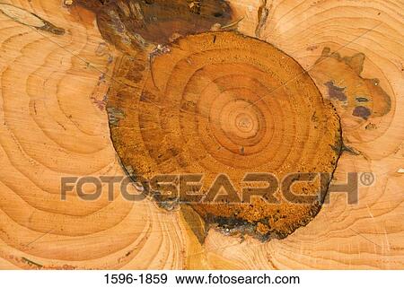 Close-up of a tree stump View Large Photo Image Stock Photo - Close-up of a tree stump. Fotosearch