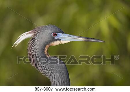 Close-up of a Tricolored heron (Egretta tricolor) View Large Photo Image Stock Photo - Close-up of a Tricolored heron (Egretta tricolor). Fotosearch