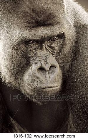 Close-up of a Western Lowland gorilla (Gorilla gorilla gorilla) View Large Photo Image Stock Image - Close-up of a Western Lowland gorilla (Gorilla gorilla gorilla). Fotosearch