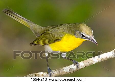 Close-up of a Yellow-Breasted Chat (Icteria virens) perching on a branch View Large Photo Image Stock Image - Close-up of a Yellow-Breasted Chat (Icteria virens) perching on a branch. Fotosearch