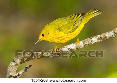 Close-up of a Yellow warbler (Dendroica petechia) perching on a branch View Large Photo Image Stock Photo - Close-up of a Yellow warbler (Dendroica petechia) perching on a branch. Fotosearch