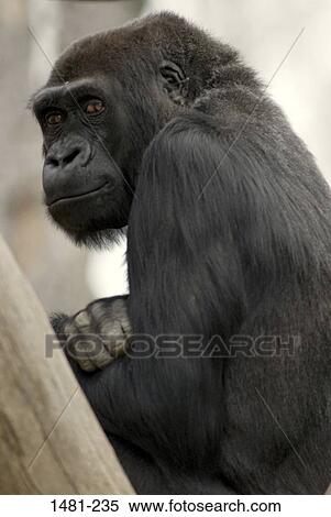 Stock Photography - Close-up of a young female gorilla. Fotosearch