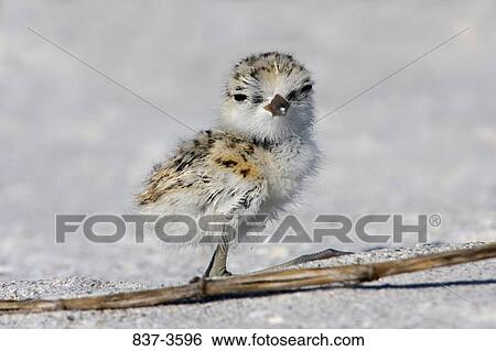 Stock Photograph - Close-up of a young Kentish plover (Charadrius alexandrinus). Fotosearch