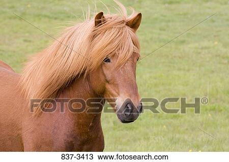 Close-up of an Icelandic horse View Large Photo Image Stock Image - Close-up of an Icelandic horse. Fotosearch