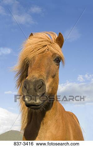 Close-up of an Icelandic horse View Large Photo Image Stock Photograph - Close-up of an Icelandic horse. Fotosearch
