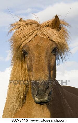 Close-up of an Icelandic horse View Large Photo Image Stock Photography - Close-up of an Icelandic horse. Fotosearch