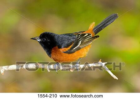 Stock Image - Close-up of an Orchard oriole (Icterus spurius) perching on a branch. Fotosearch