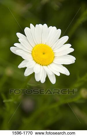 Stock Image - Close-up of an Oxeye Daisy. Fotosearch