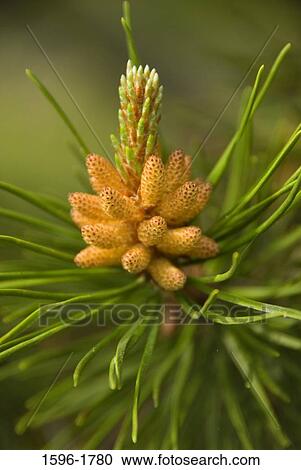 Close-up of cones and leaves of a Lodgepole pine (Pinus contorta) tree View Large Photo Image Stock Image - Close-up of cones and leaves of a Lodgepole pine (Pinus contorta) tree. Fotosearch