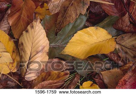 Stock Photo - Close-up of dry leaves. Fotosearch