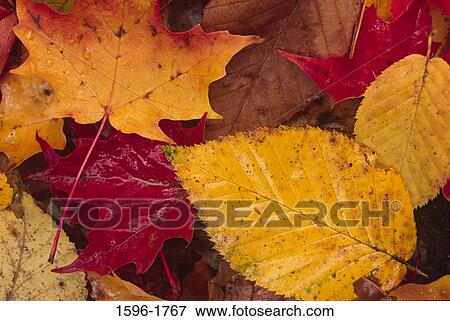 Close-up of dry leaves View Large Photo Image Stock Photo - Close-up of dry leaves. Fotosearch