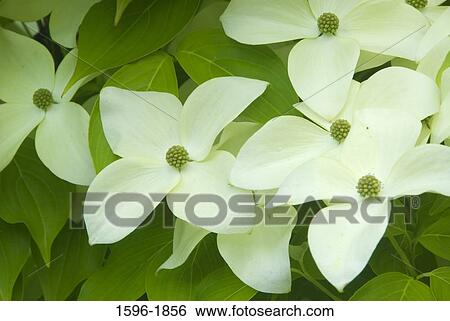 Stock Photograph - Close-up of Flowering Dogwood flowers (Cornus florida). Fotosearch