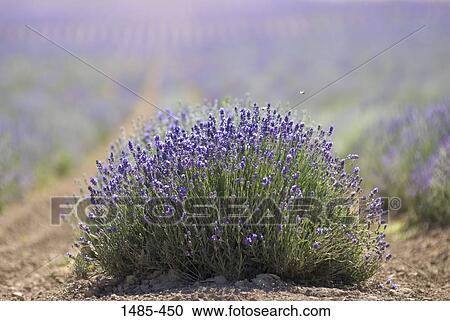 Close-up of lavenders bush, Utah, USA View Large Photo Image Stock Image - Close-up of lavenders bush, Utah, USA. Fotosearch