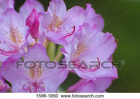 Close-up of Pacific rhododendron (Rhododendron macrophyllum) flowers View Large Photo Image Stock Image - Close-up of Pacific rhododendron (Rhododendron macrophyllum) flowers. Fotosearch