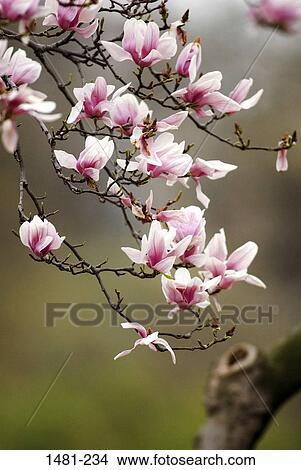 Picture - Close-up of pink flowers on a branch. Fotosearch