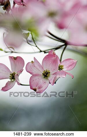Close-up of pink flowers View Large Photo Image Stock Photo - Close-up of pink flowers. Fotosearch