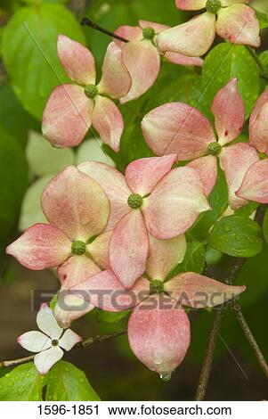 Close-up of Rosabella Dogwood (Cornus kousa) flowers View Large Photo Image Stock Image - Close-up of Rosabella Dogwood (Cornus kousa) flowers. Fotosearch