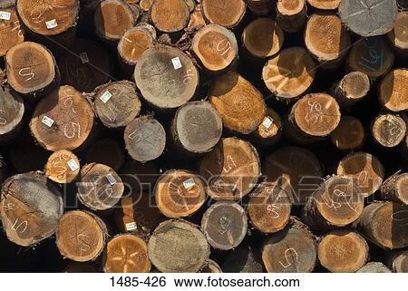 Close-up of stack of logs, California, USA View Large Photo Image Stock Photograph - Close-up of stack of logs, California, USA. Fotosearch