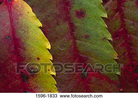 Close-up of Staghorn Sumac (Rhus typhina) leaves View Large Photo Image Stock Image - Close-up of Staghorn Sumac (Rhus typhina) leaves. Fotosearch