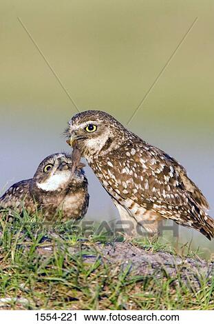 Close-up of two Burrowing owls (Speotyto cunicularia) View Large Photo Image Stock Image - Close-up of two Burrowing owls (Speotyto cunicularia). Fotosearch