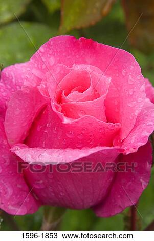 Close-up of water drops on a pink rose View Large Photo Image Stock Image - Close-up of water drops on a pink rose. Fotosearch