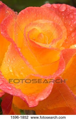 Close-up of water drops on a rose View Large Photo Image Stock Image - Close-up of water drops on a rose. Fotosearch