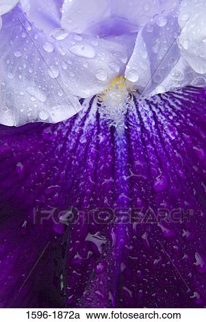 Close-up of water drops on a Royal Storm Iris flower View Large Photo Image Stock Image - Close-up of water drops on a Royal Storm Iris flower. Fotosearch