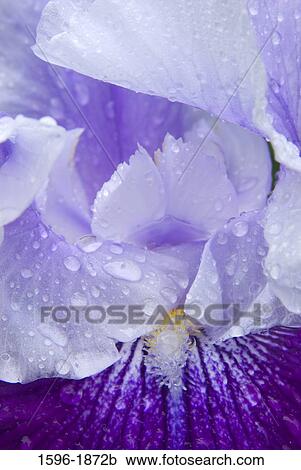 Stock Image - Close-up of water drops on a Royal Storm Iris flower. Fotosearch