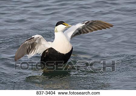 Common eider (Somateria mollissima) flapping its wings in water View Large Photo Image Picture - Common eider (Somateria mollissima) flapping its wings in water. Fotosearch