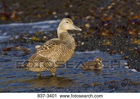 Common eider (Somateria mollissima) with its chick in water View Large Photo Image Stock Image - Common eider (Somateria mollissima) with its chick in water. Fotosearch