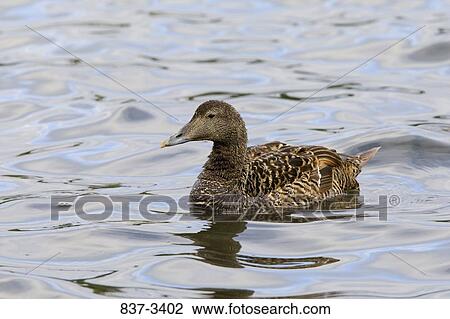 Common eider (Somateria mollissima) swimming in water View Large Photo Image Stock Image - Common eider (Somateria mollissima) swimming in water. Fotosearch