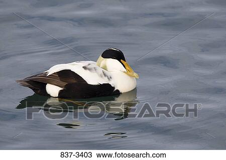 Common eider (Somateria mollissima) swimming in water View Large Photo Image Stock Image - Common eider (Somateria mollissima) swimming in water. Fotosearch