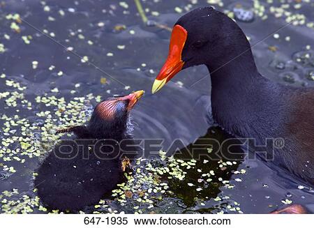Common moorhen (Gallinula chloropus) feeding to its chick View Large Photo Image Stock Photography - Common moorhen (Gallinula chloropus) feeding to its chick. Fotosearch