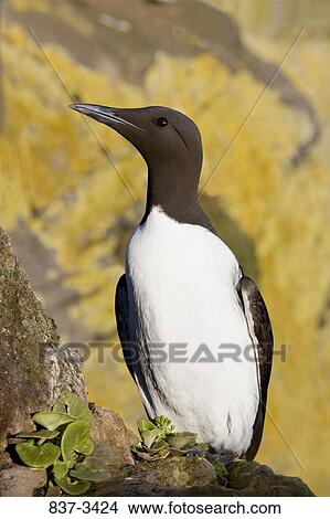 Common murre (Uria aalge) perching on a rock View Large Photo Image Picture - Common murre (Uria aalge) perching on a rock. Fotosearch