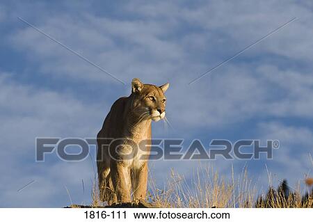 Cougar (Felis concolor) on a rock View Large Photo Image Stock Image - Cougar (Felis concolor) on a rock. Fotosearch